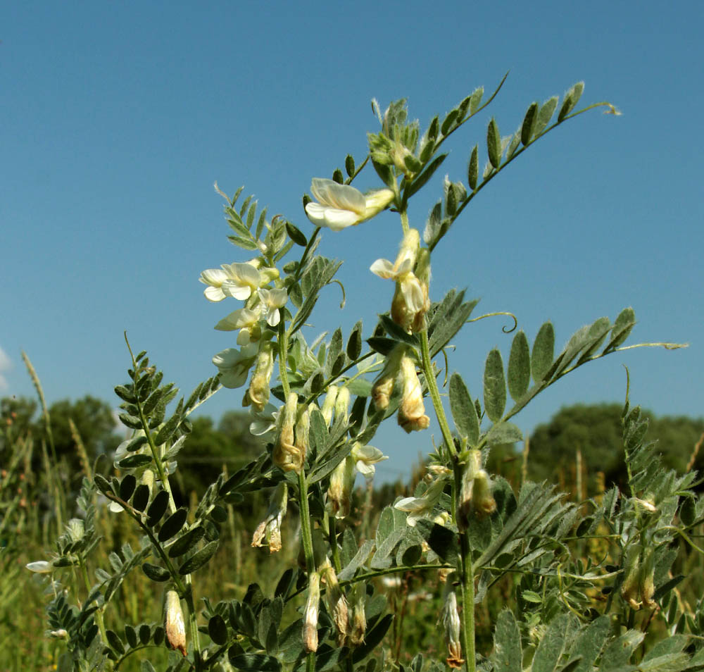 Image of Vicia pannonica specimen.