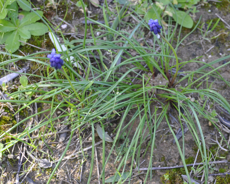 Изображение особи Muscari neglectum.