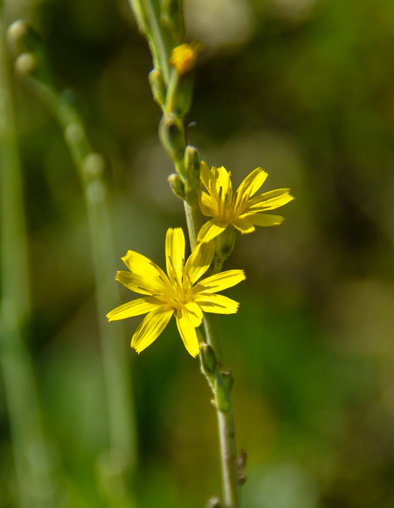 Image of Youngia stenoma specimen.