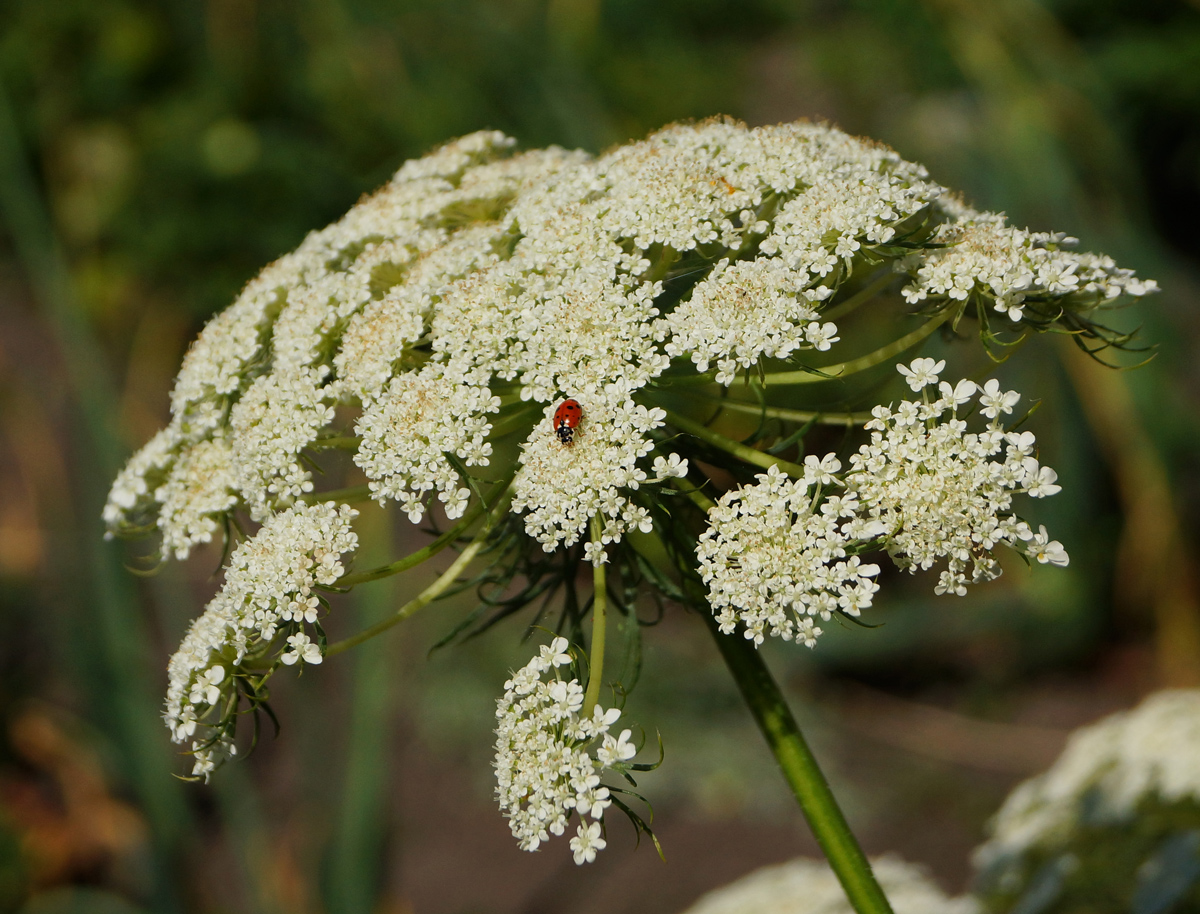 Image of Daucus sativus specimen.