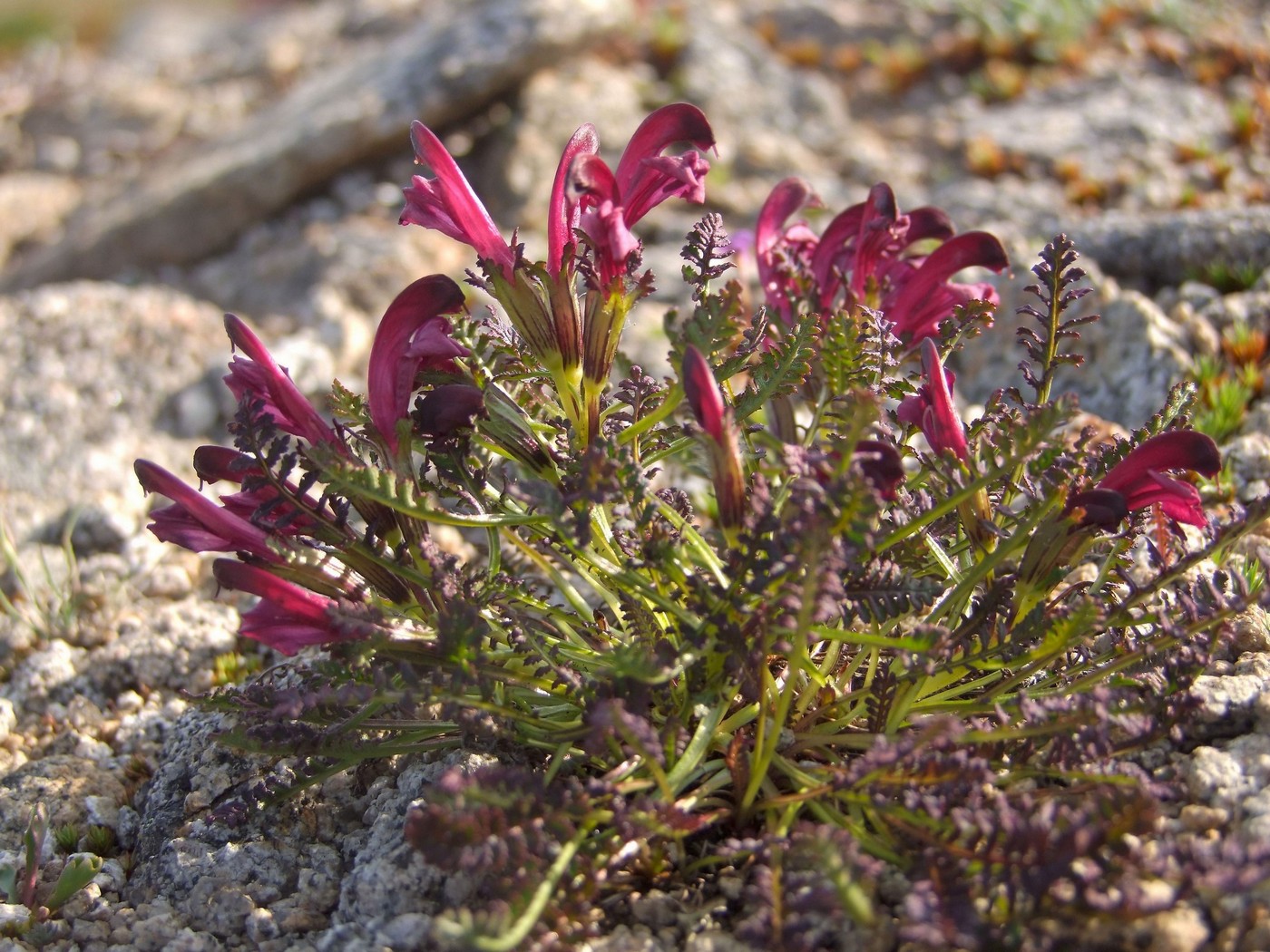 Изображение особи Pedicularis ochotensis.