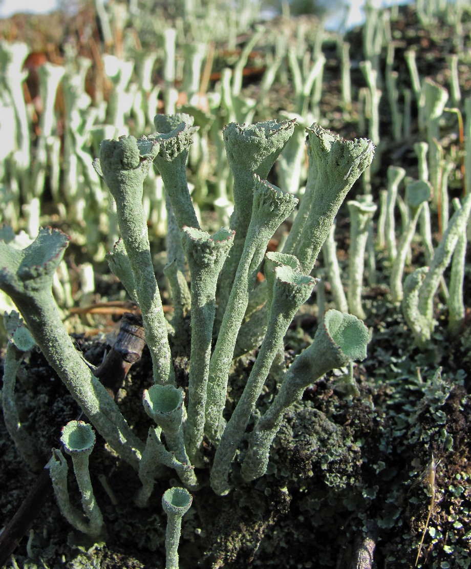 Изображение особи род Cladonia.