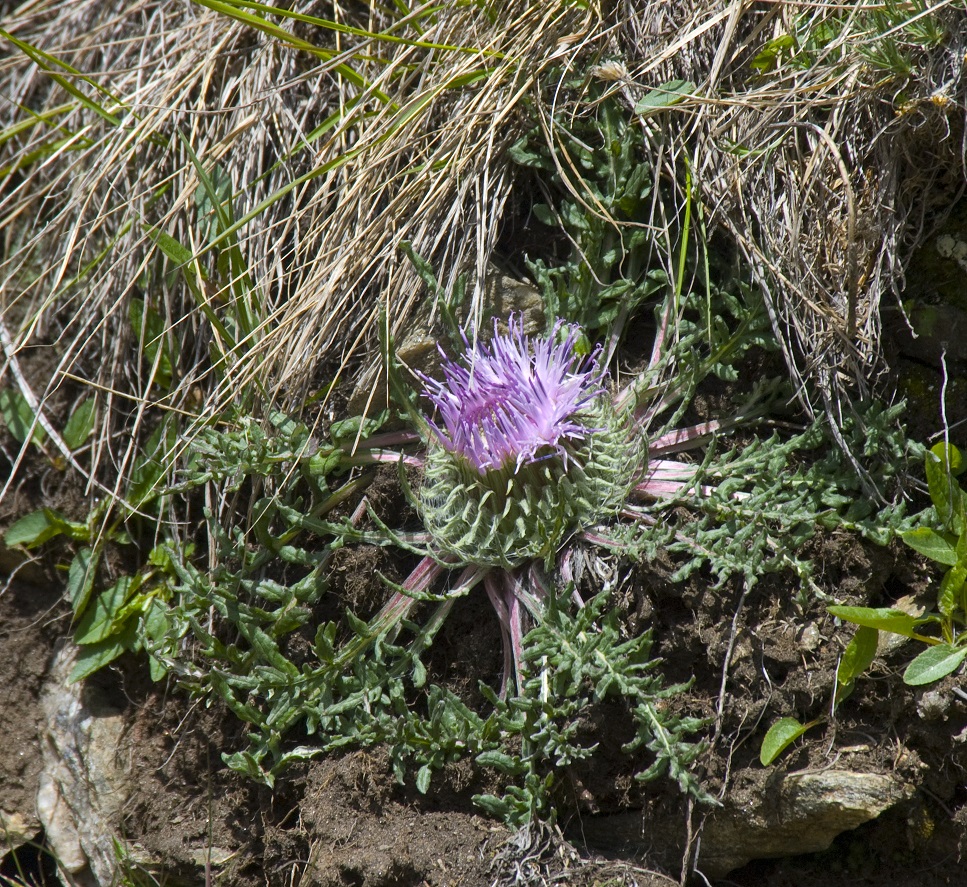 Image of Jurinella subacaulis specimen.