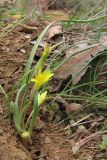 Gagea dubia. Цветущее растение. Крым, г. Аюдаг. 27 марта 2010 г.
