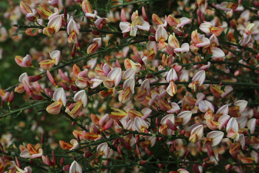 Image of genus Cytisus specimen.