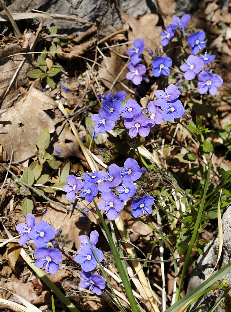 Image of Veronica umbrosa specimen.