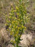 Solidago virgaurea