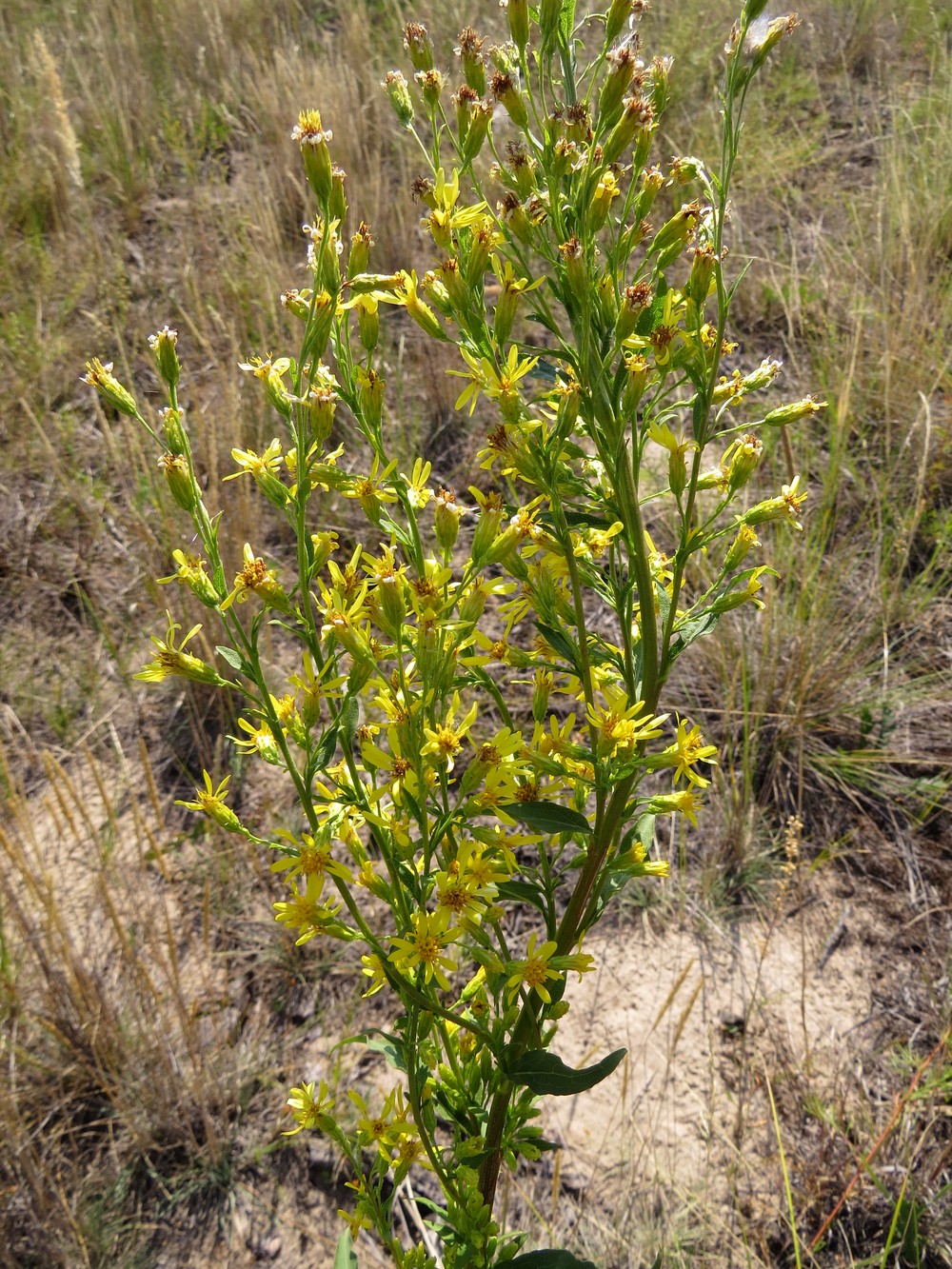 Image of Solidago virgaurea specimen.