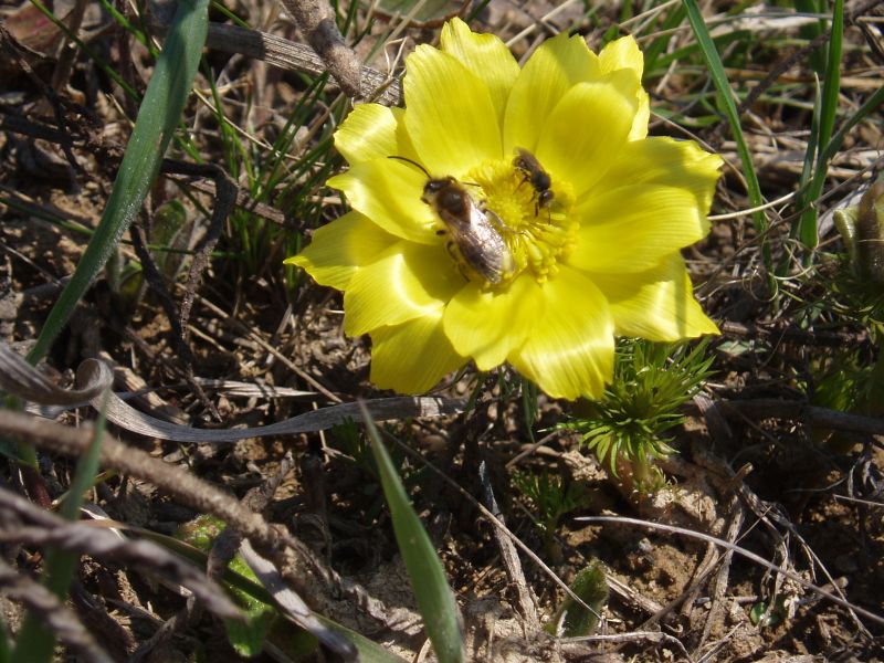 Изображение особи Adonis vernalis.