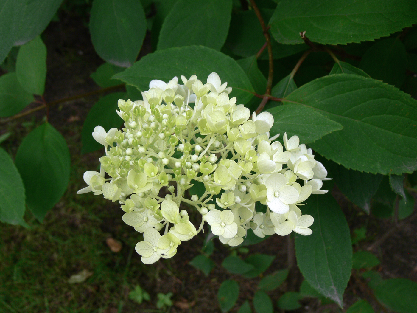 Image of Hydrangea paniculata specimen.