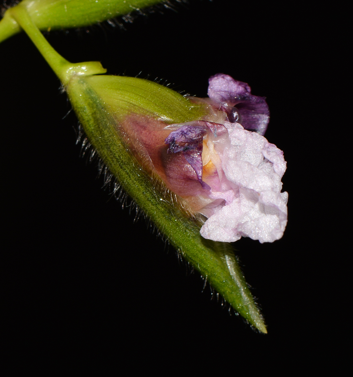 Image of Thalia geniculata specimen.