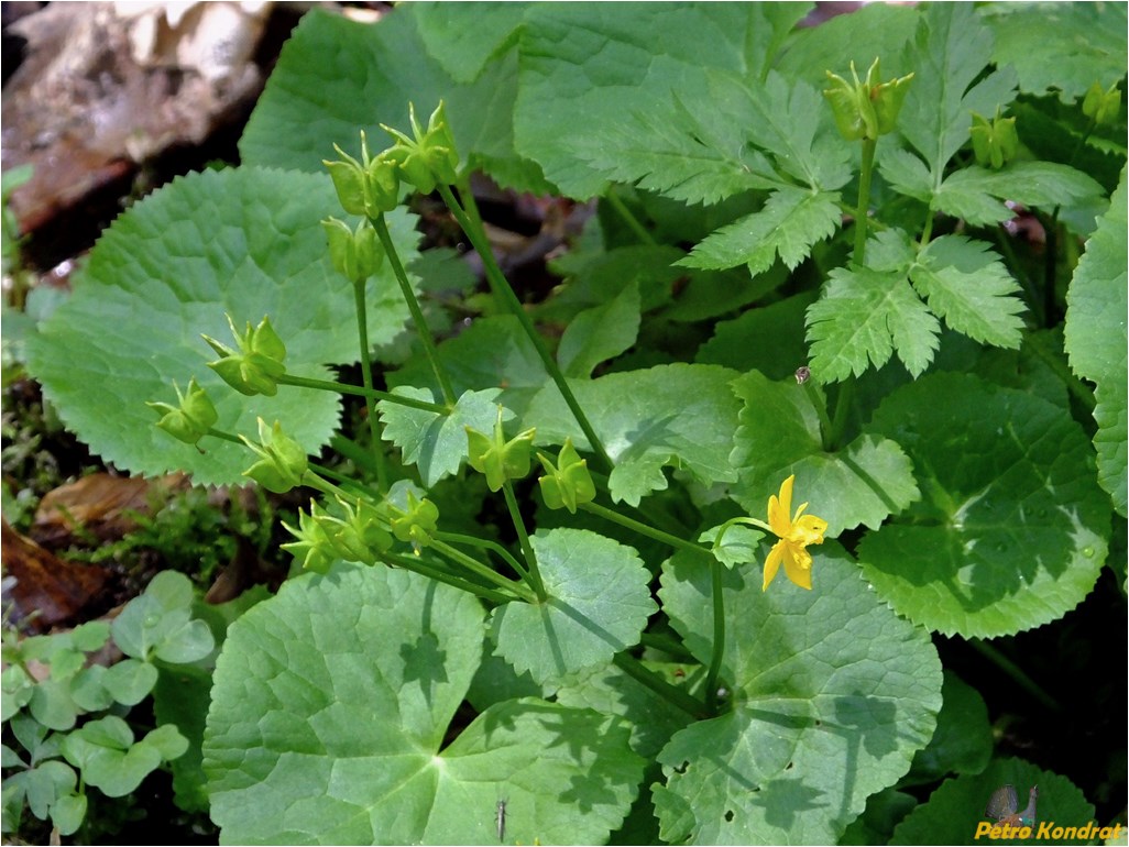 Image of Caltha palustris specimen.