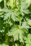 genus Geranium