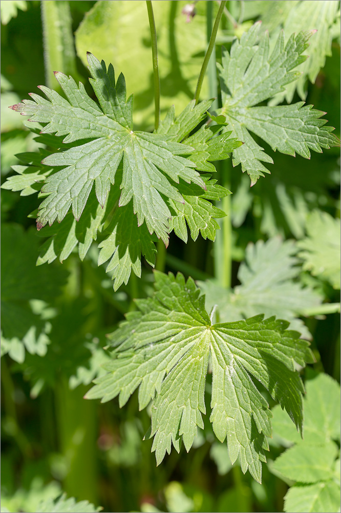 Image of genus Geranium specimen.