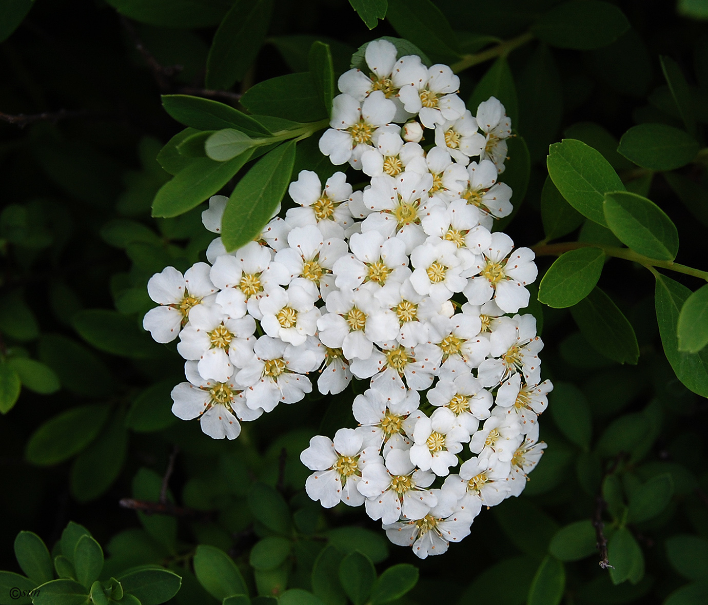 Image of genus Spiraea specimen.