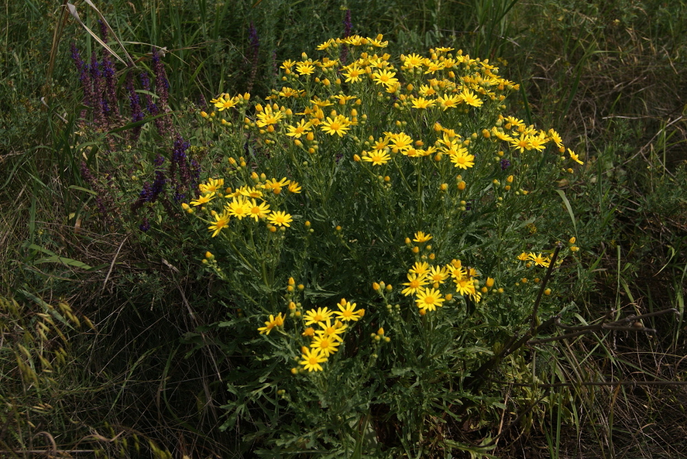 Изображение особи Senecio jacobaea.