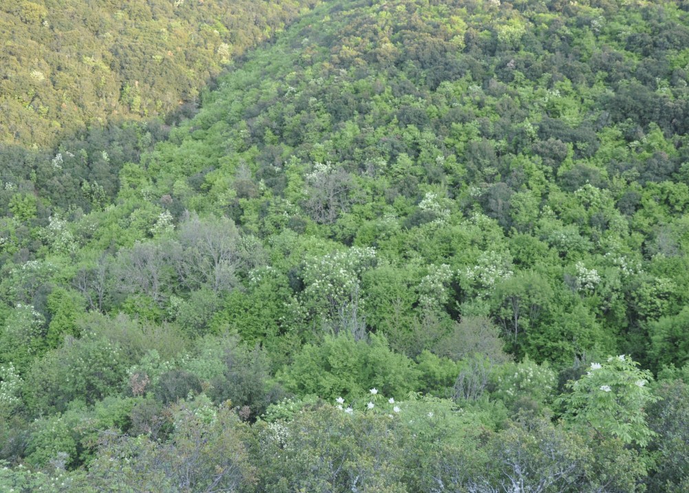 Image of Fraxinus ornus specimen.