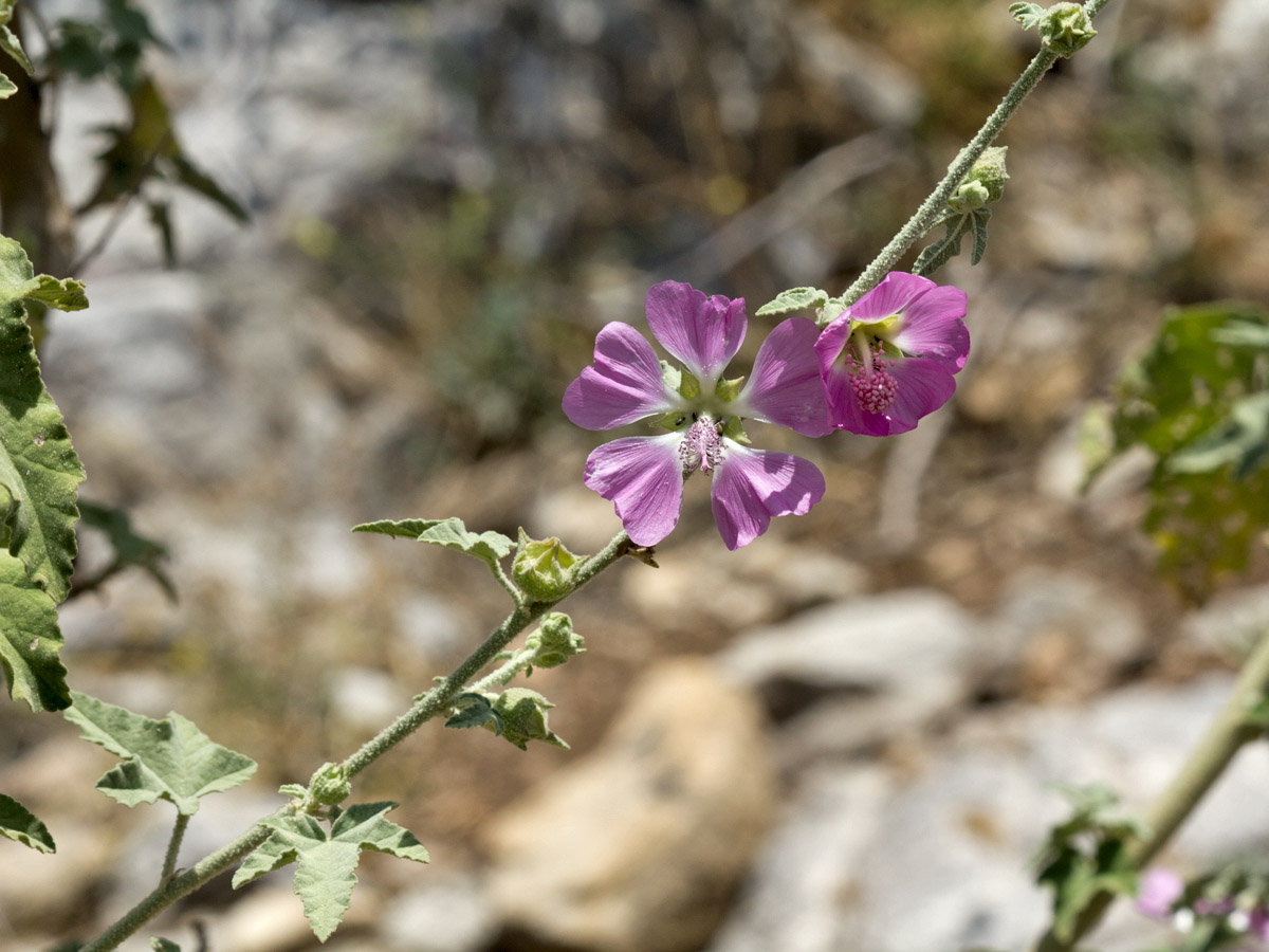 Image of Malva unguiculata specimen.