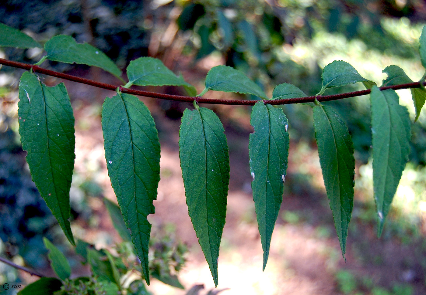 Image of genus Deutzia specimen.