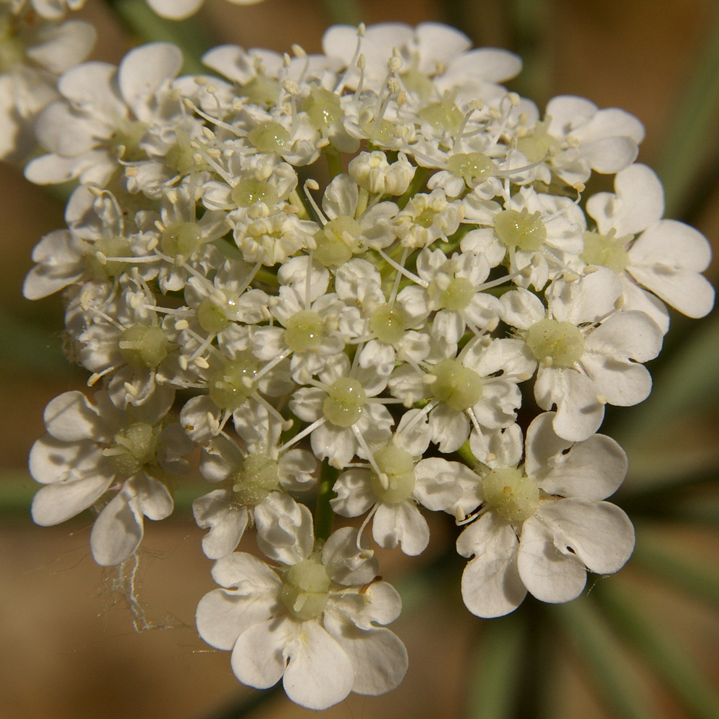 Image of Astrodaucus littoralis specimen.