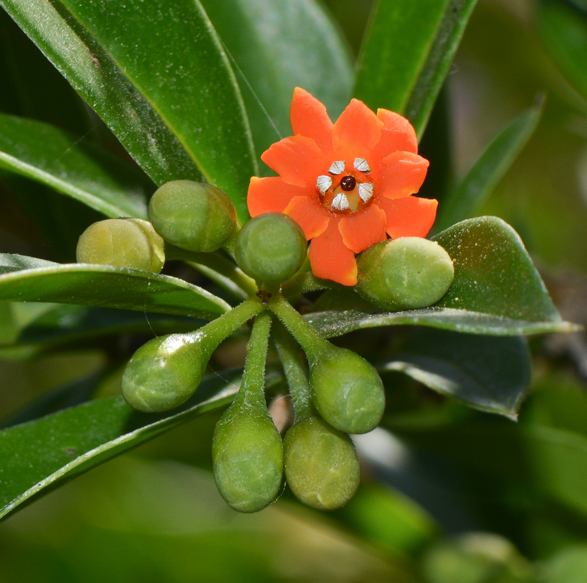 Image of Bonellia macrocarpa specimen.