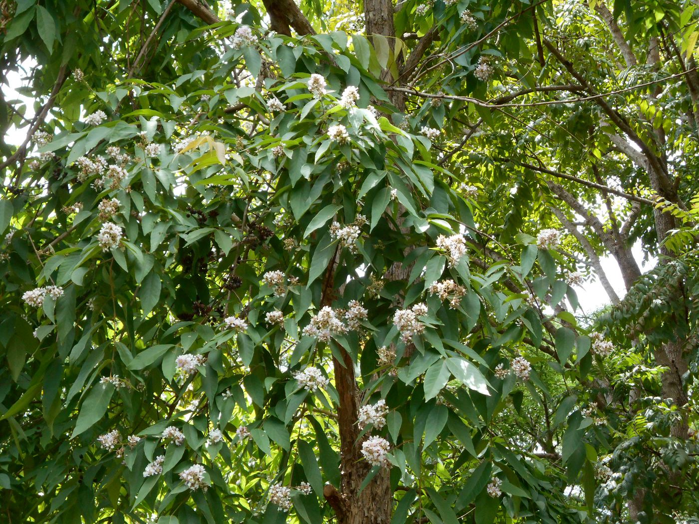 Image of Lagerstroemia floribunda specimen.