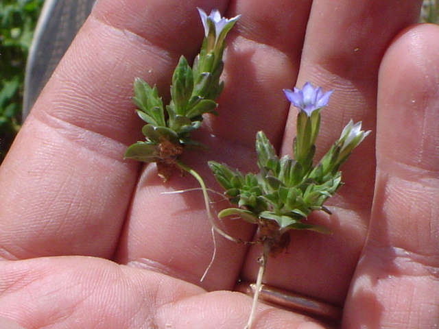 Image of Gentiana aquatica specimen.