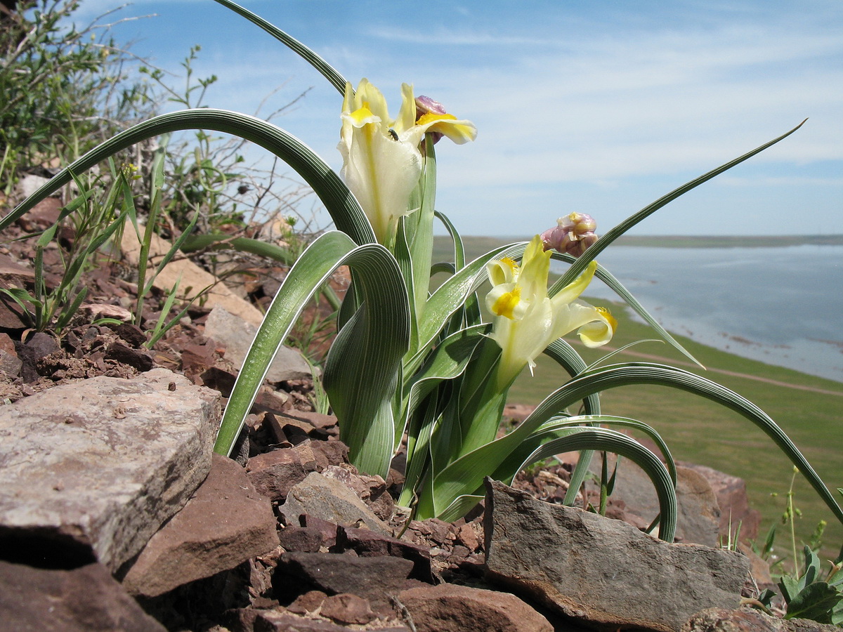 Изображение особи Juno orchioides.