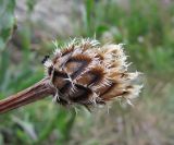 Centaurea cheiranthifolia. Соплодие. Кабардино-Балкария, Эльбрусский р-н, долина р. Адылсу, ок. 2400 м н.у.м., у тропы. 24.08.2017.