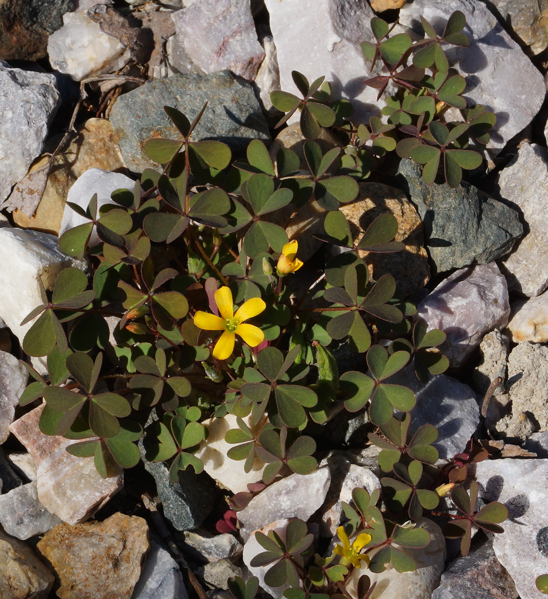 Изображение особи Oxalis corniculata.