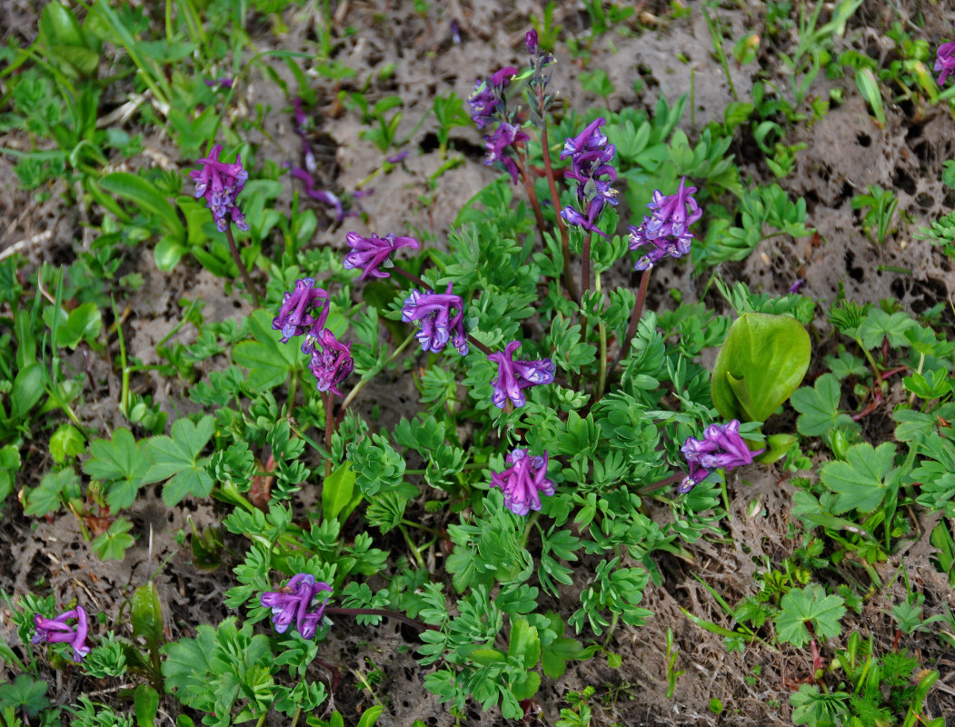 Image of Corydalis conorhiza specimen.