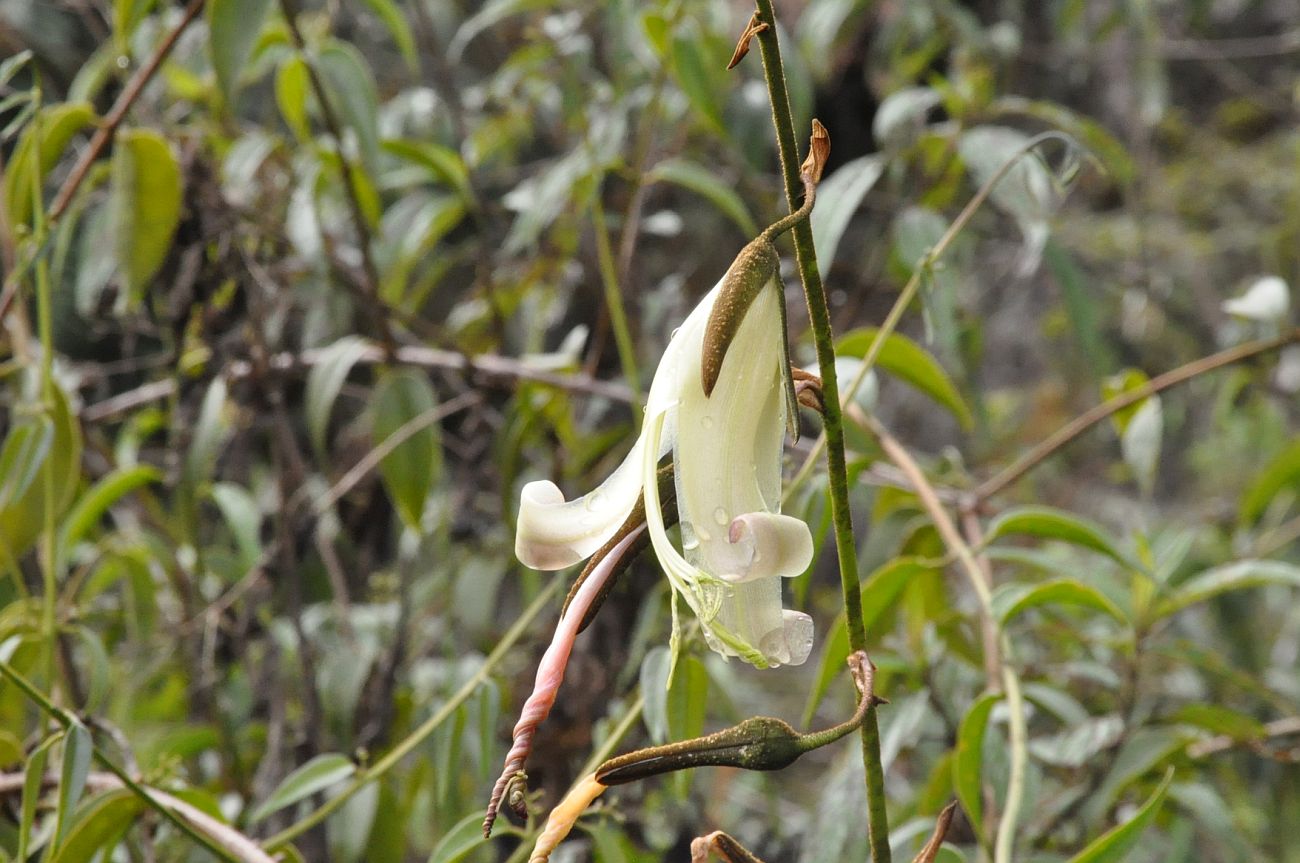 Image of familia Bromeliaceae specimen.