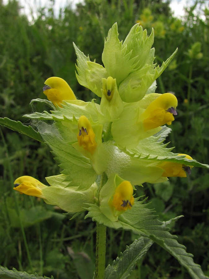 Image of Rhinanthus vernalis specimen.