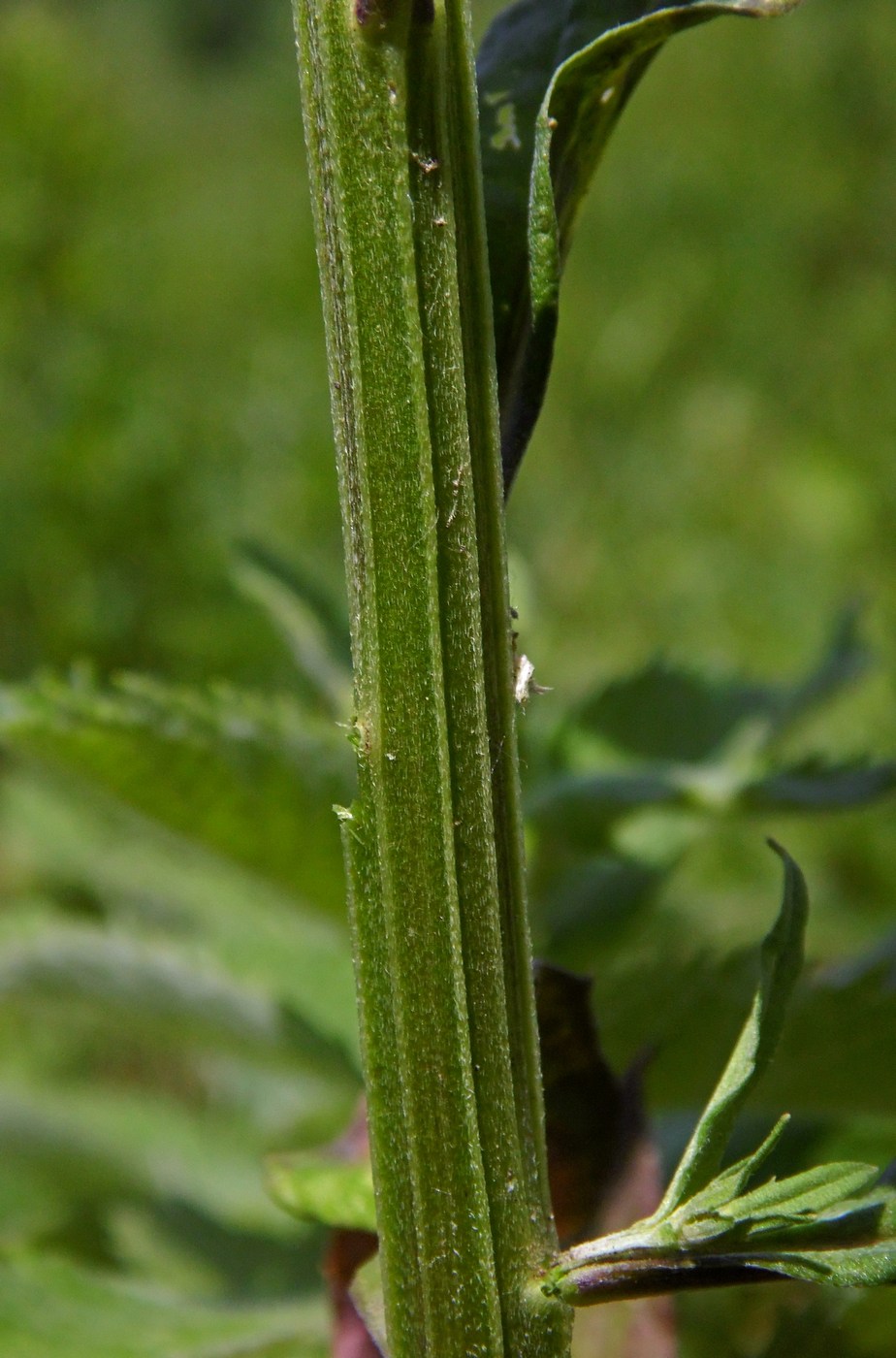 Image of Erysimum aureum specimen.