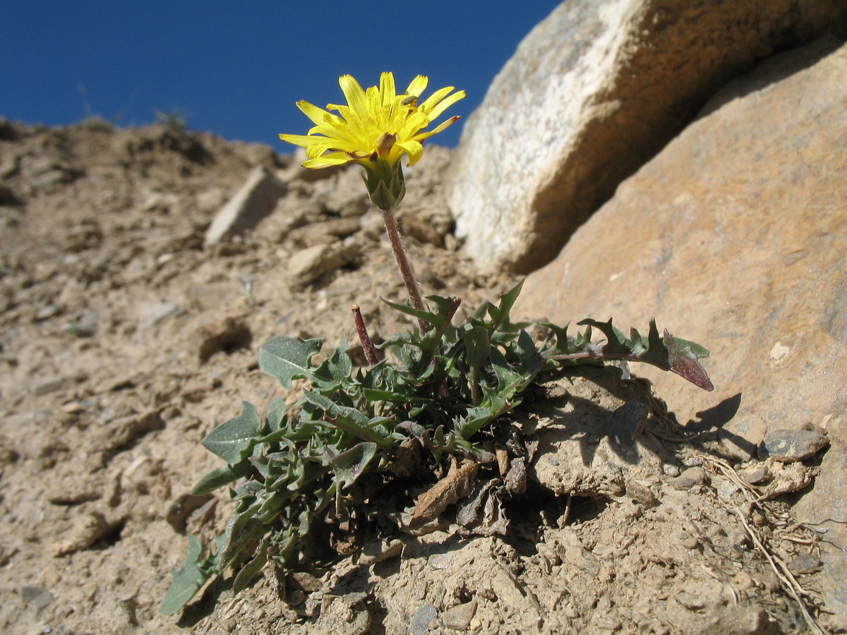 Image of genus Taraxacum specimen.