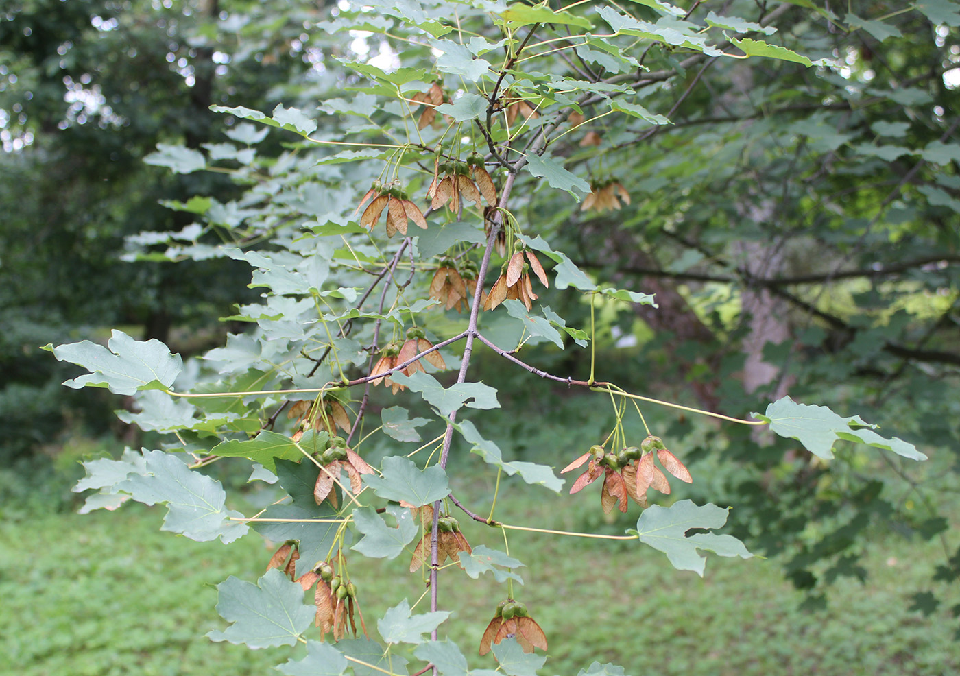 Image of Acer hyrcanum specimen.