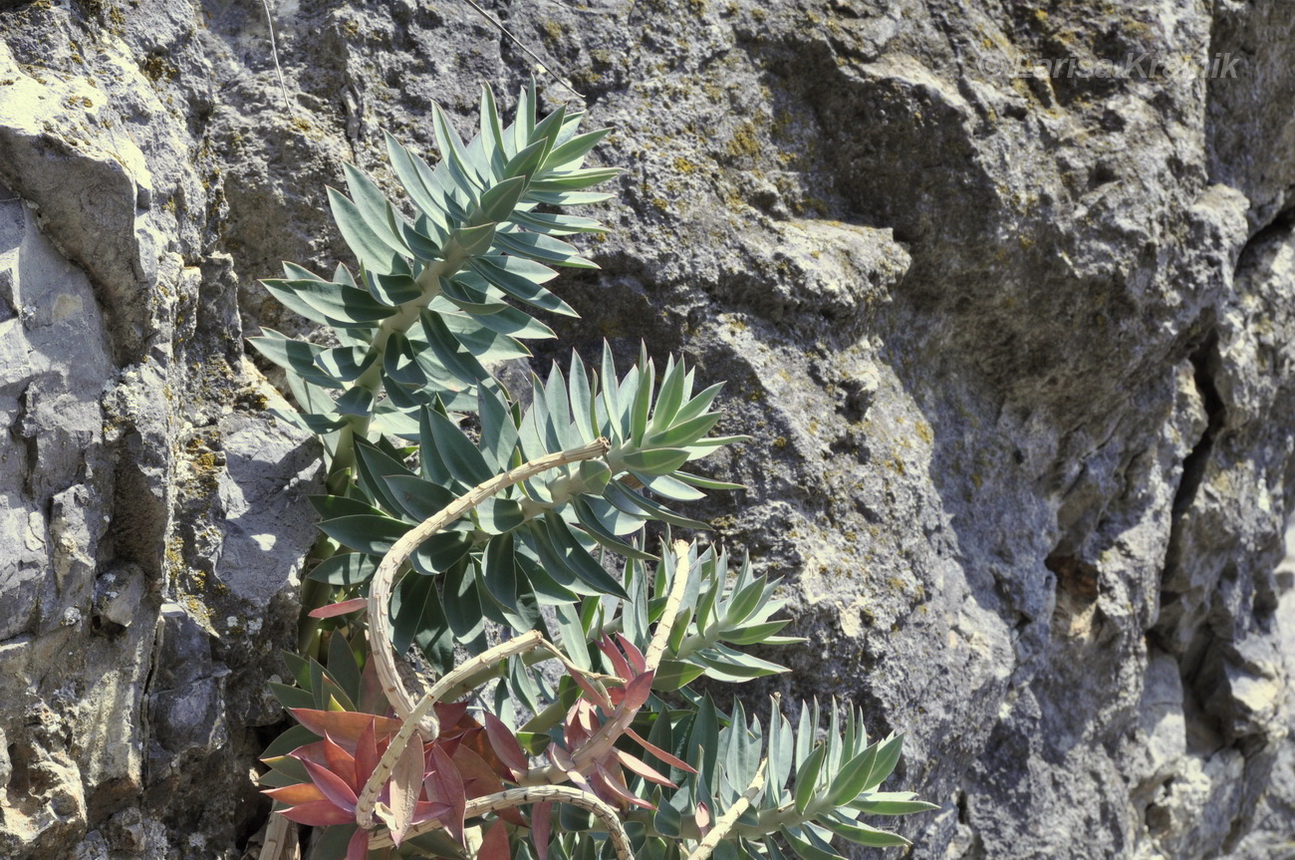 Изображение особи Euphorbia rigida.