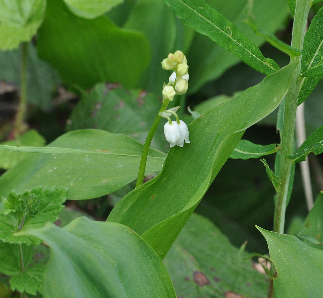 Изображение особи Convallaria majalis.