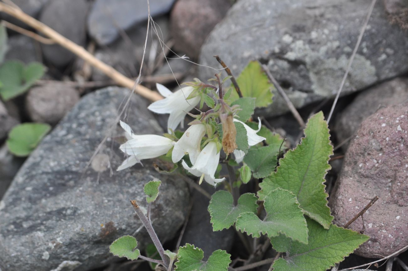 Image of Campanula dolomitica specimen.