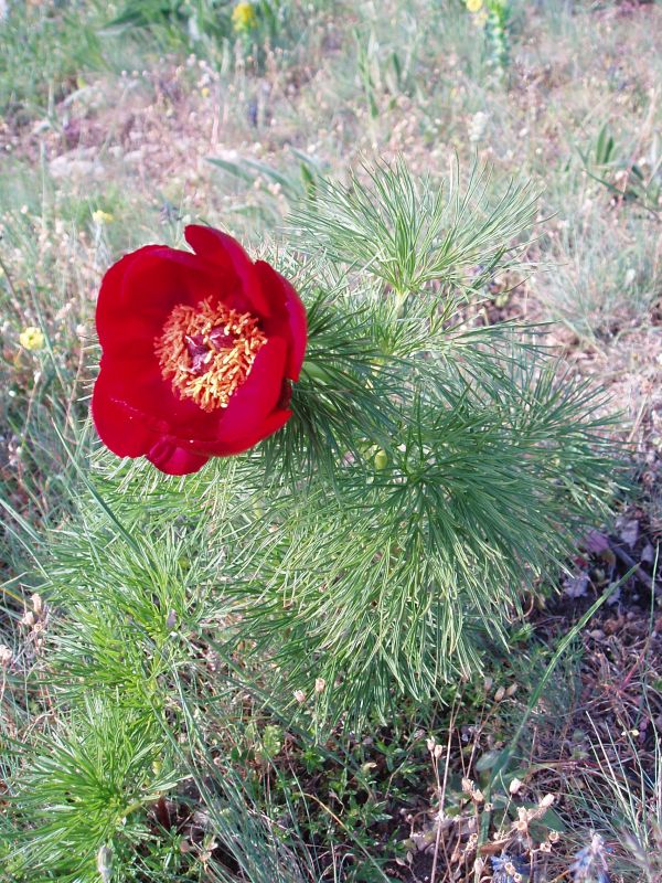 Image of Paeonia tenuifolia specimen.