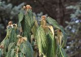 Viburnum rhytidophyllum