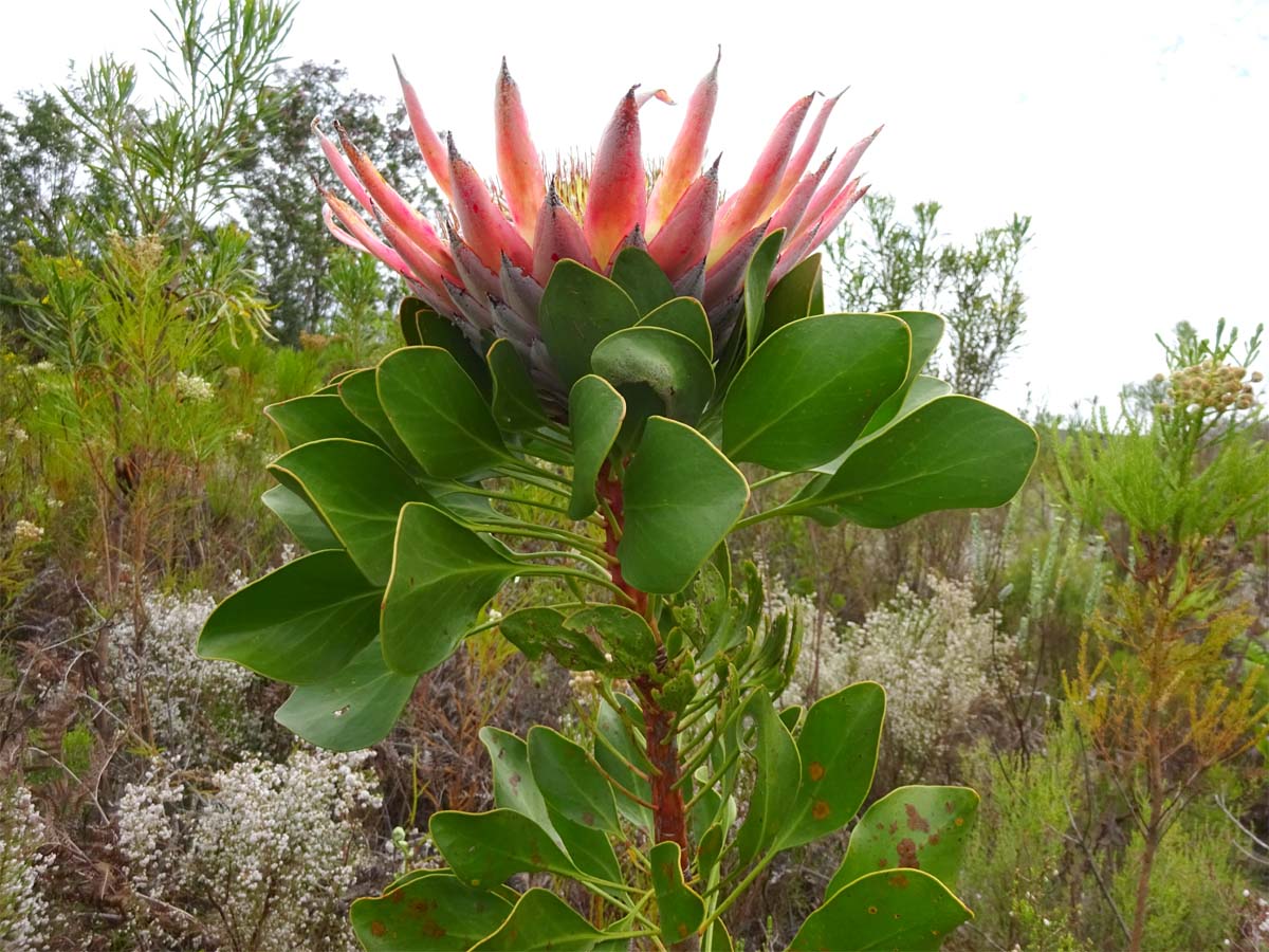 Изображение особи Protea cynaroides.