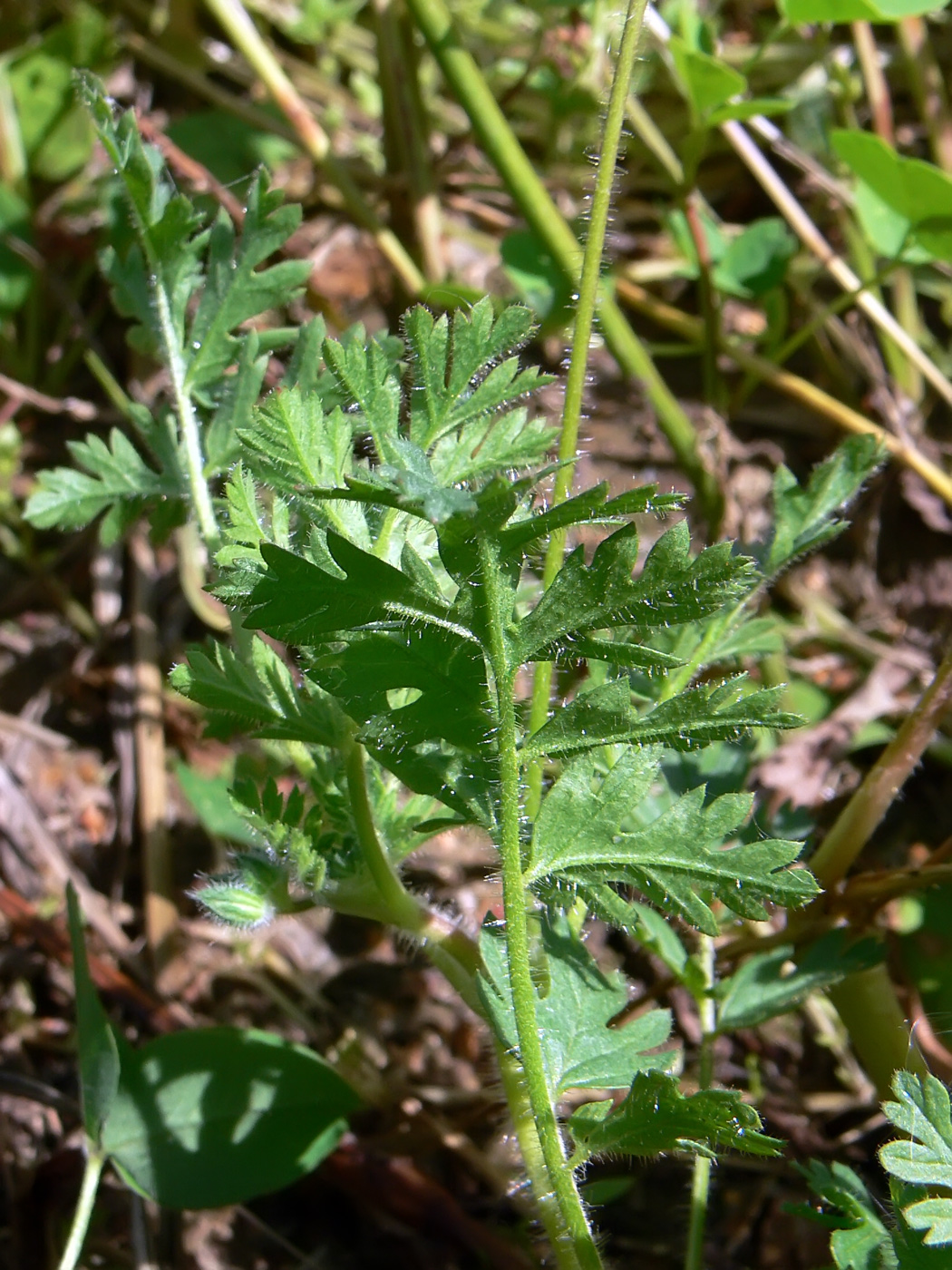 Изображение особи Erodium cicutarium.