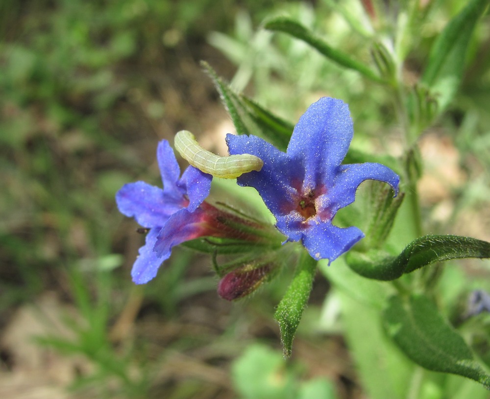 Изображение особи Aegonychon purpureocaeruleum.