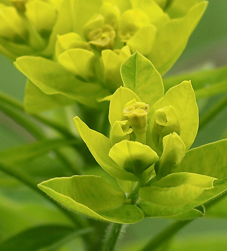 Изображение особи Euphorbia procera.