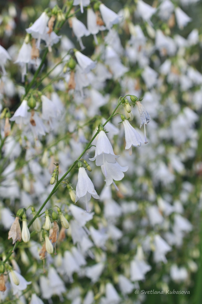 Изображение особи Adenophora liliifolia.