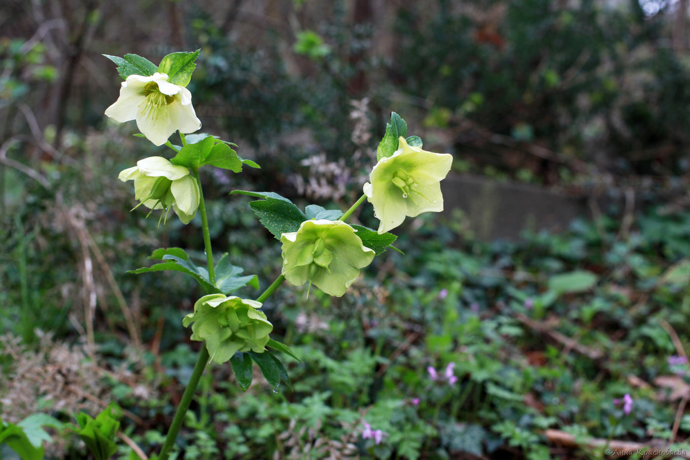 Image of Helleborus caucasicus specimen.