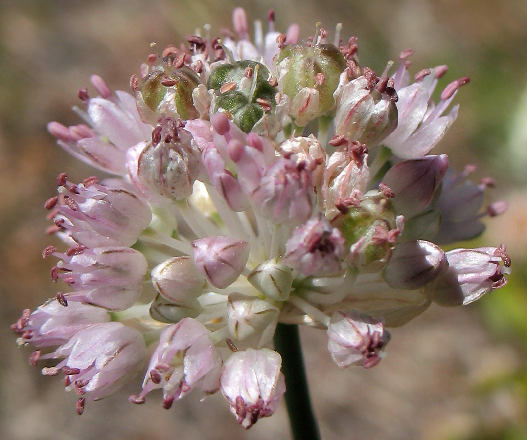 Image of Allium strictum specimen.