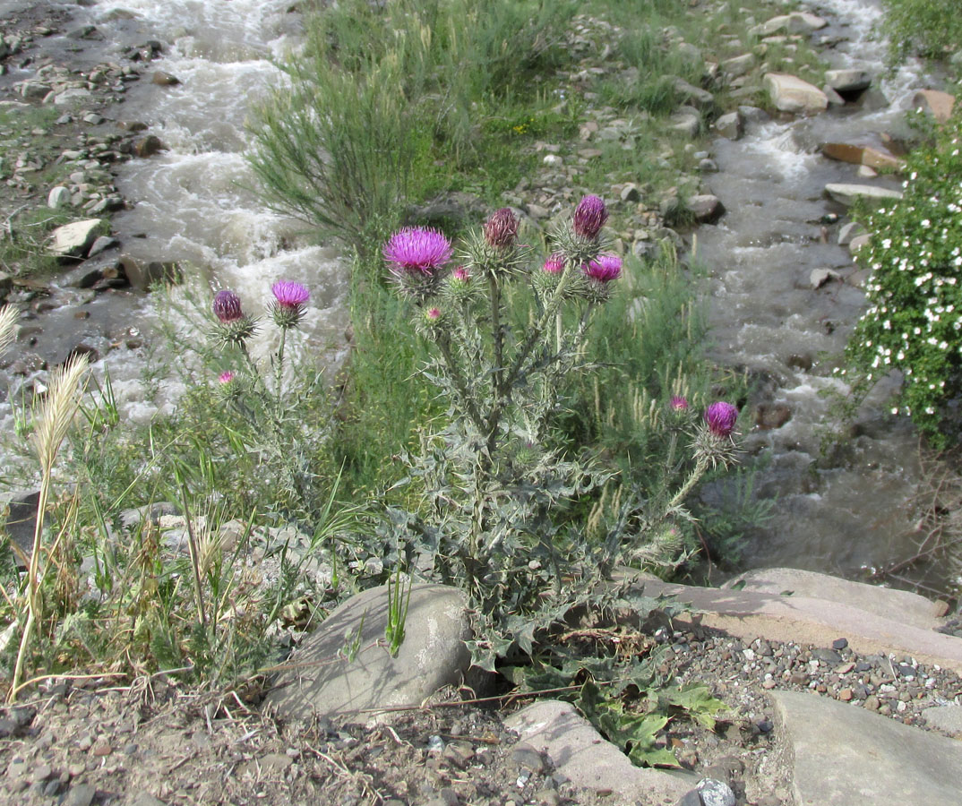 Изображение особи Carduus acanthocephalus.