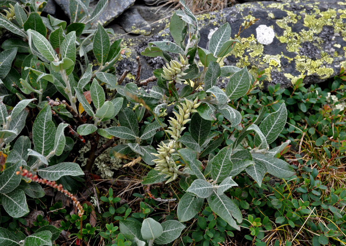 Изображение особи Salix glauca.